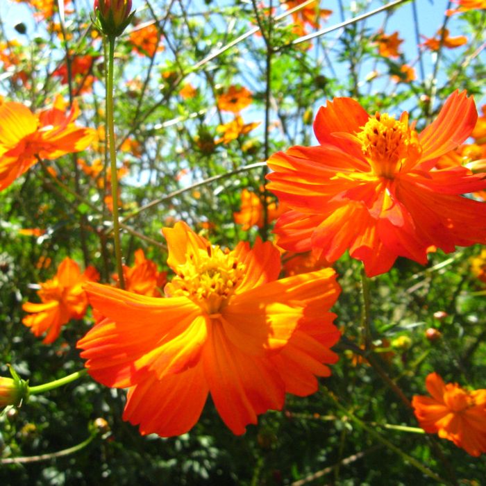 Orange Bossa Nova Blumensamen zur Aussaat – Bestäuber freundlich – Traditionssorte & ohne Gentechnik Samen Hausgarten