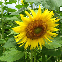Traditionssorte Sonnenblume Blumensamen zur Aussaat Drought verträglich Traditionssorte & ohne Gentechnik Samen Hausgarten