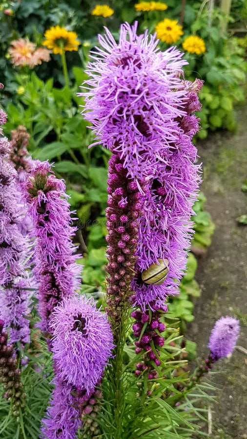Blazing Blumensamen zur Aussaat farbenfroh Schau Traditionssorte & ohne Gentechnik Samen Hausgarten