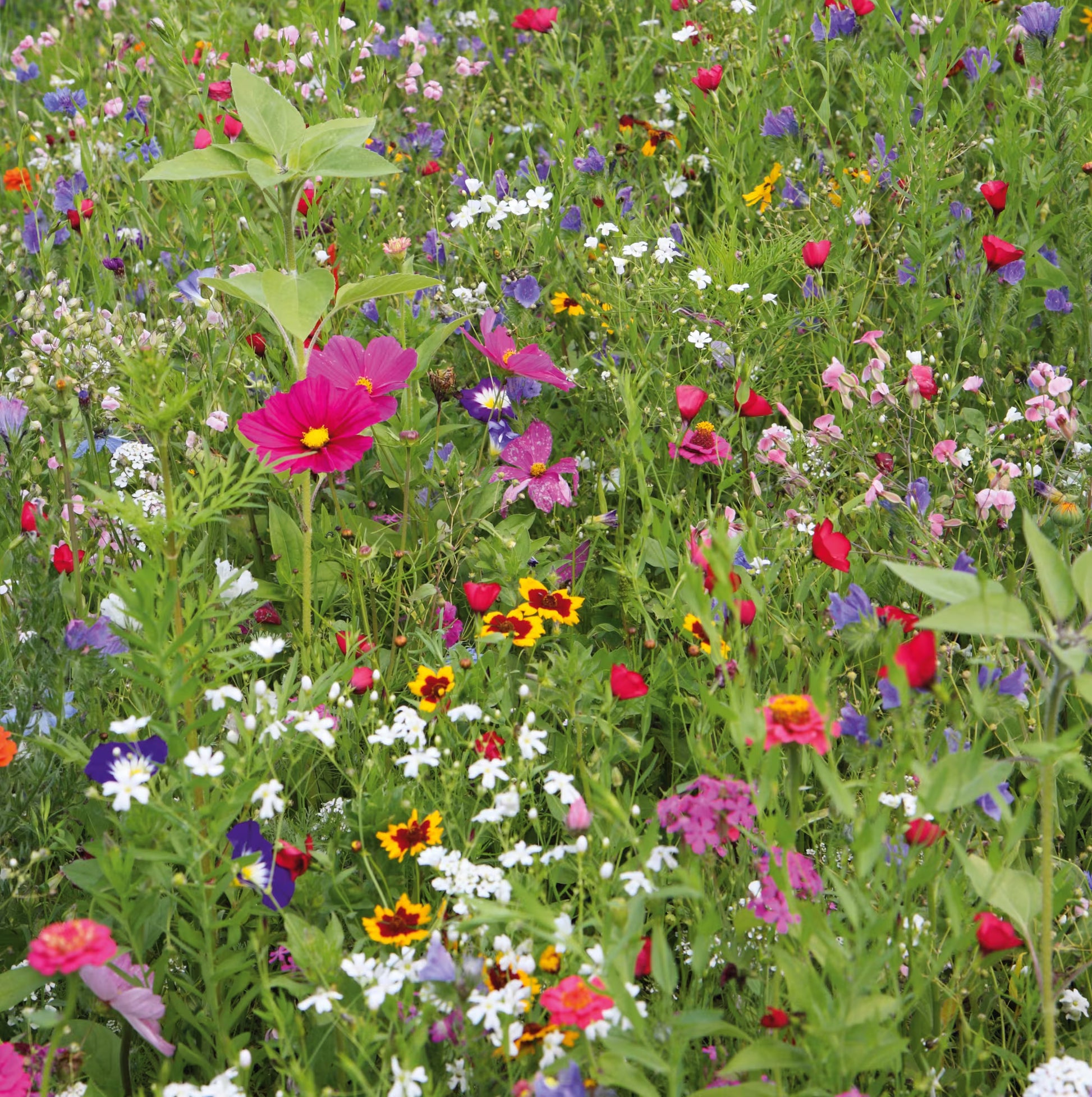 Sommer Blumensamen zur Aussaat – leuchtend Blüten – Traditionssorte & ohne Gentechnik Samen Hausgarten