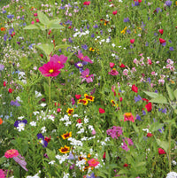 Sommer Blumensamen zur Aussaat – leuchtend Blüten – Traditionssorte & ohne Gentechnik Samen Hausgarten
