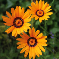 Sharklated Magic Blumensamen Dry-verträglich einjährig Pflanzen