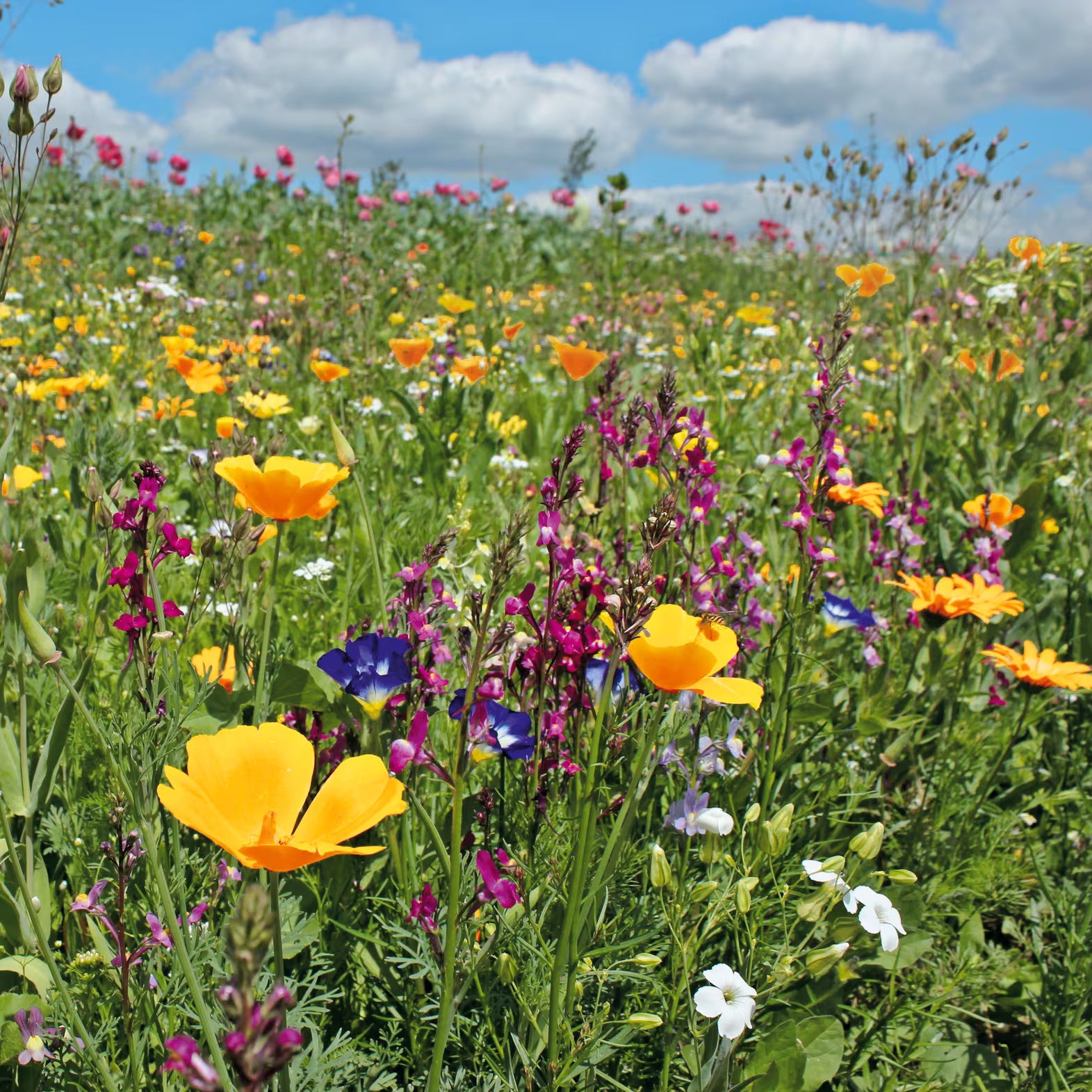 Mischung Nezabudka Blumensamen zur Aussaat sonnenliebend Traditionssorte & ohne Gentechnik Samen Hausgarten