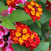 Wandelröschen Camara Blumensamen zur Aussaat Schnitt Blume beliebt Traditionssorte & ohne Gentechnik Samen Hausgarten