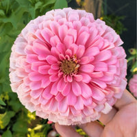 hell Rosa Zinnie Blumensamen zur Aussaat leuchtend Blüten Traditionssorte & ohne Gentechnik Samen Hausgarten
