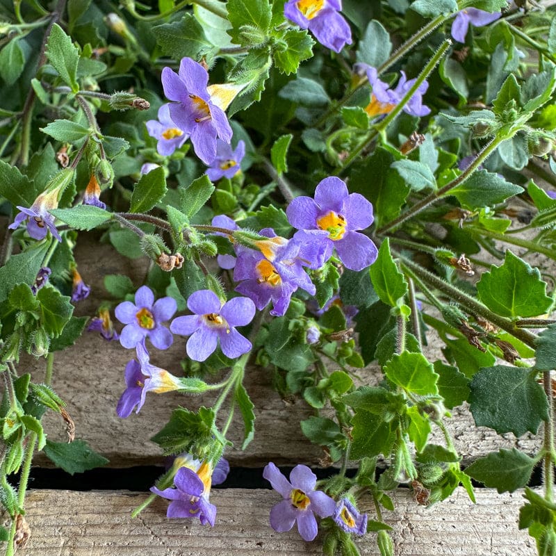 Lila Bacopa Blutopia Blumensamen zur Aussaat – Garten beliebt – Traditionssorte & ohne Gentechnik Samen Hausgarten