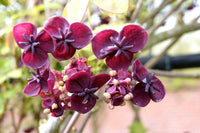 Akebia Quinata Blumensamen zur Aussaat – Landhaus Garten wichtig – Traditionssorte & ohne Gentechnik Samen Hausgarten