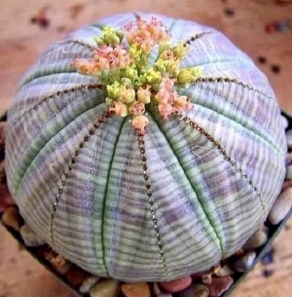 Euphorbia Obesa Baseball Blumensamen zur Aussaat lang Blüte Saison Traditionssorte & ohne Gentechnik Samen Hausgarten