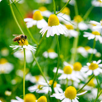 Bodegold Chamomile Samen Matricaria recutita white daisy Blumen