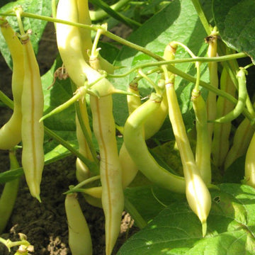 Gelb Bean Gemüse Samen zum Pflanzen
