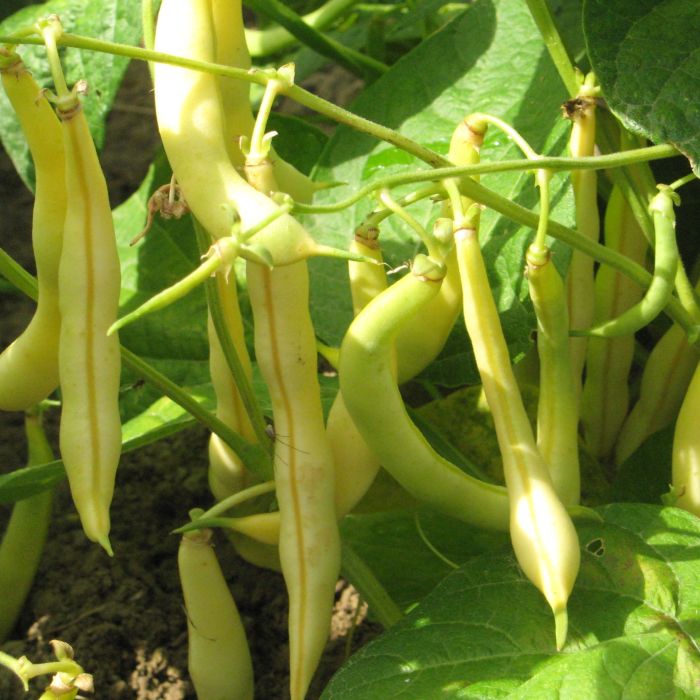Gelb Bean Gemüse Samen zum Pflanzen