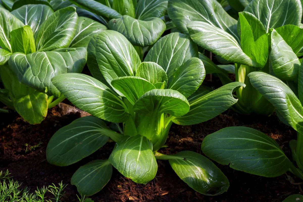 Bok choy schwarze choi aussaat guide für gardeners