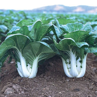 Bok Choy Samen zum Pflanzen | Easy Growing Guide for Healthy Harvests