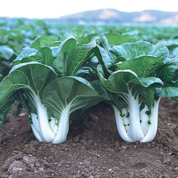 Bok Choy Samen zum Pflanzen | Easy Growing Guide for Healthy Harvests