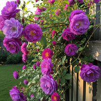 Lila kletternd Rose Samen Blumensamen zur Aussaat pflegeleicht Traditionssorte & ohne Gentechnik Samen Hausgarten