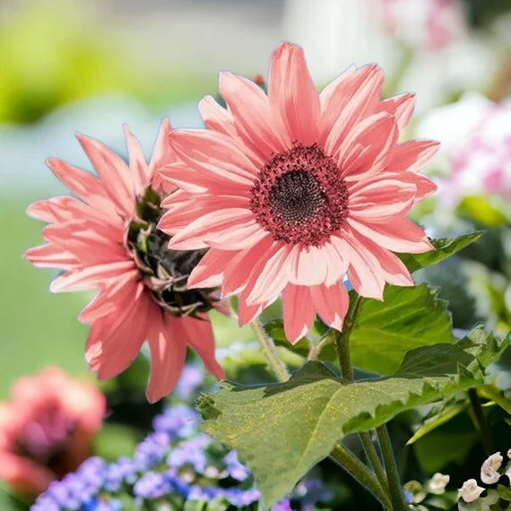 Non-gmo bold rosa sunflower samen for anpflanzung