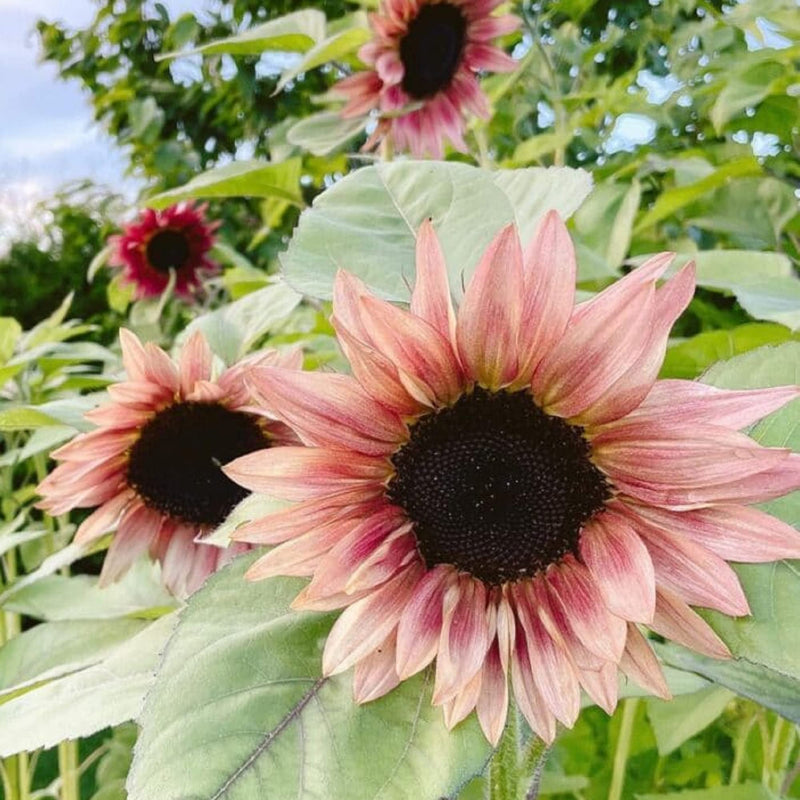 Bold rosa sunflower samen for vibrant garten anpflanzung