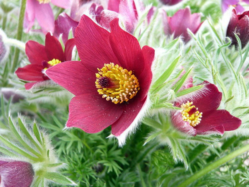 Bold rot anemone pulsatilla samen for anpflanzung