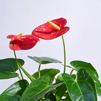Bold rot anthurium linden samen for anpflanzung