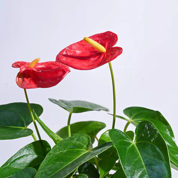Bold rot anthurium linden samen for anpflanzung
