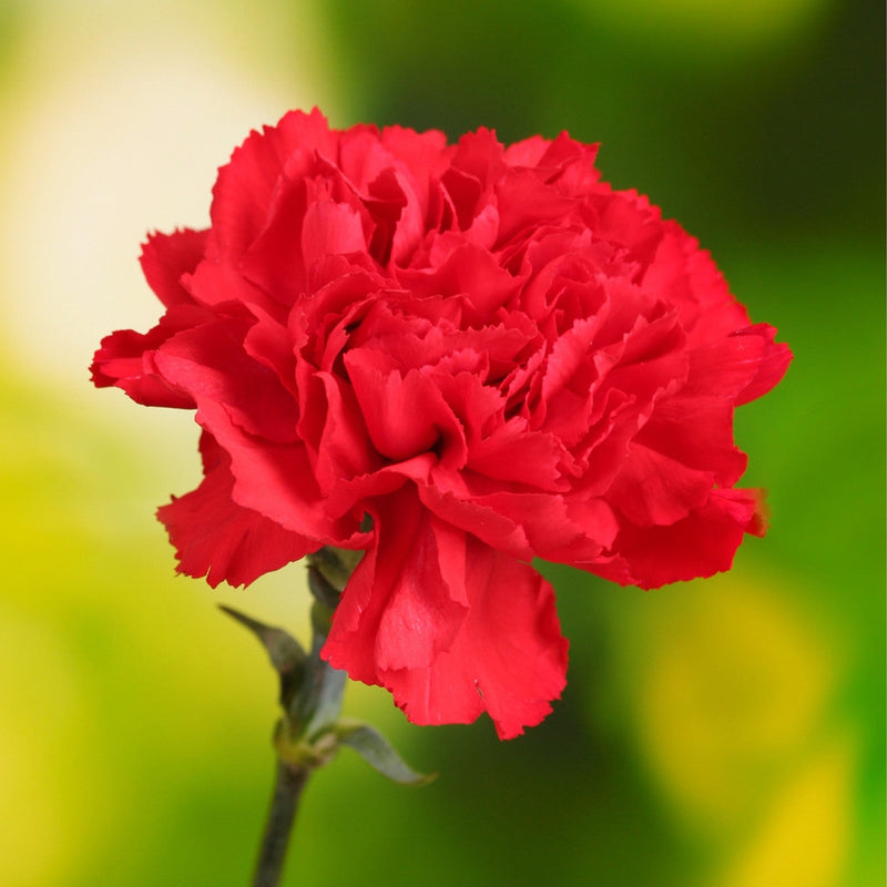 Bold rot carnation blume samen for anpflanzung
