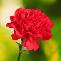 Bold rot carnation blume samen for anpflanzung