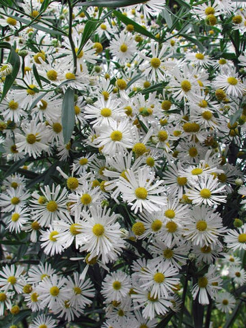 Boltonia asterioides blume samen for anpflanzung