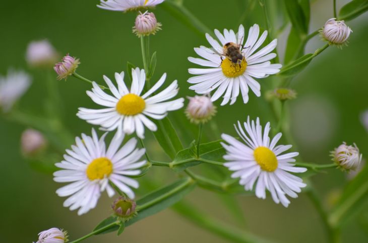 Boltonia asterioides wachsend in garten borders