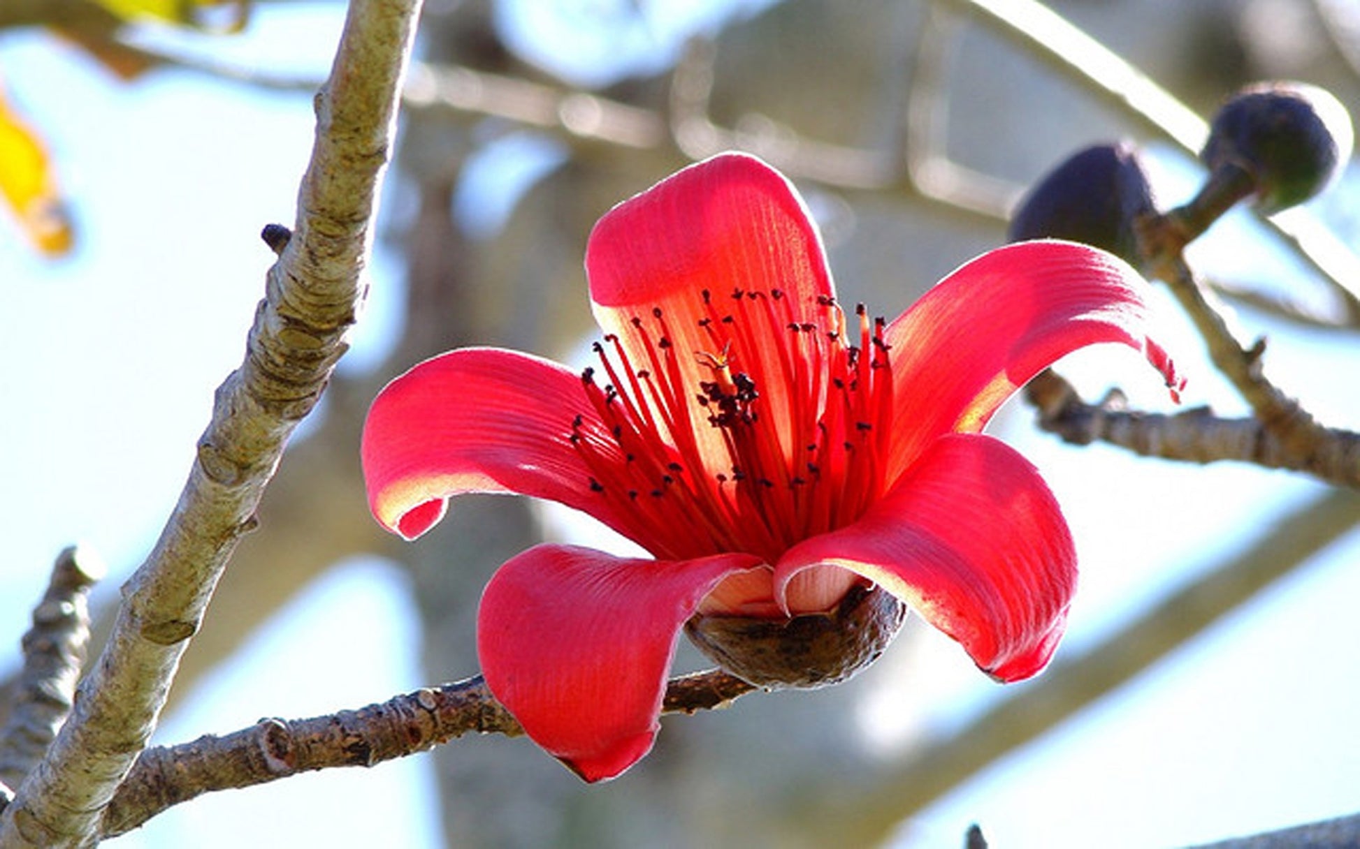 Ceiba Blumensamen zur Aussaat – Halbschatten verträglich – Traditionssorte & ohne Gentechnik Samen Hausgarten