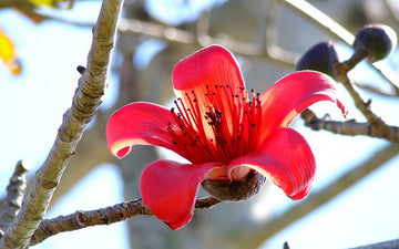 Ceiba Blumensamen zur Aussaat – Halbschatten verträglich – Traditionssorte & ohne Gentechnik Samen Hausgarten