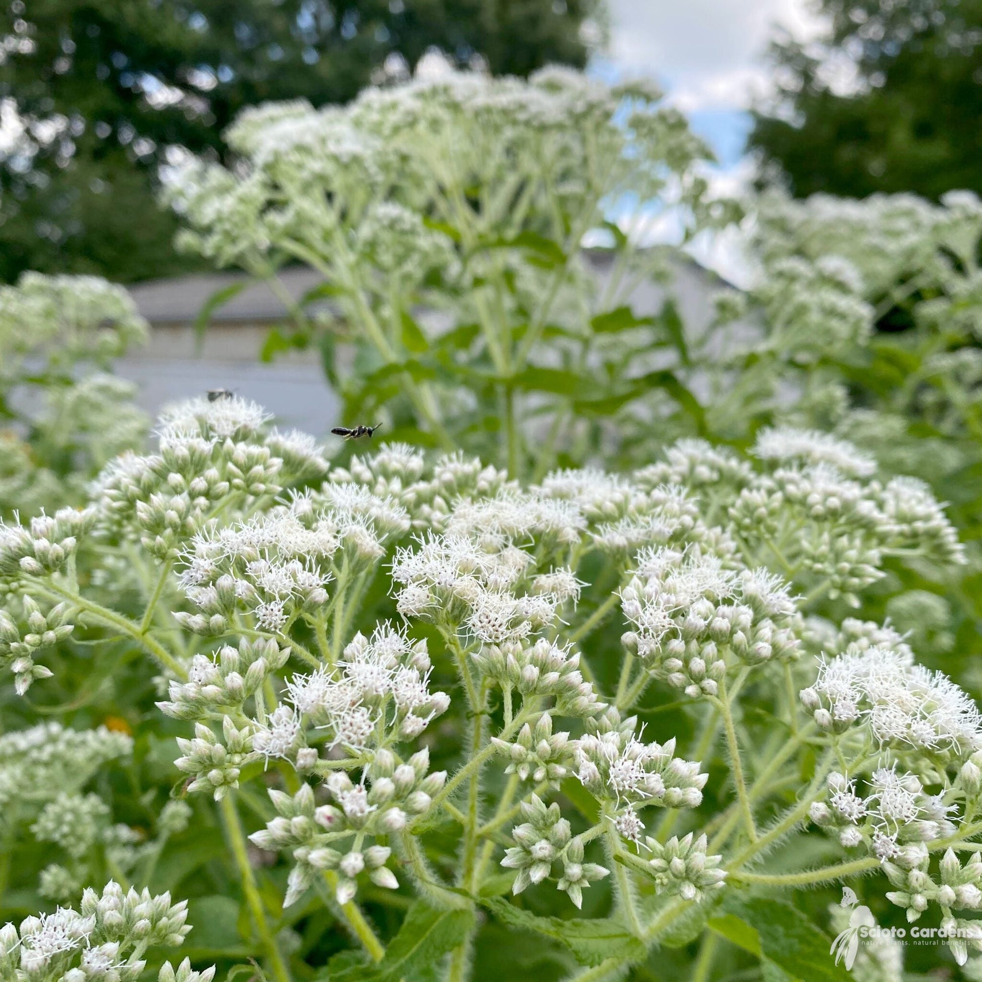 Boneset (eupatorium perfoliatum) samen for anpflanzung