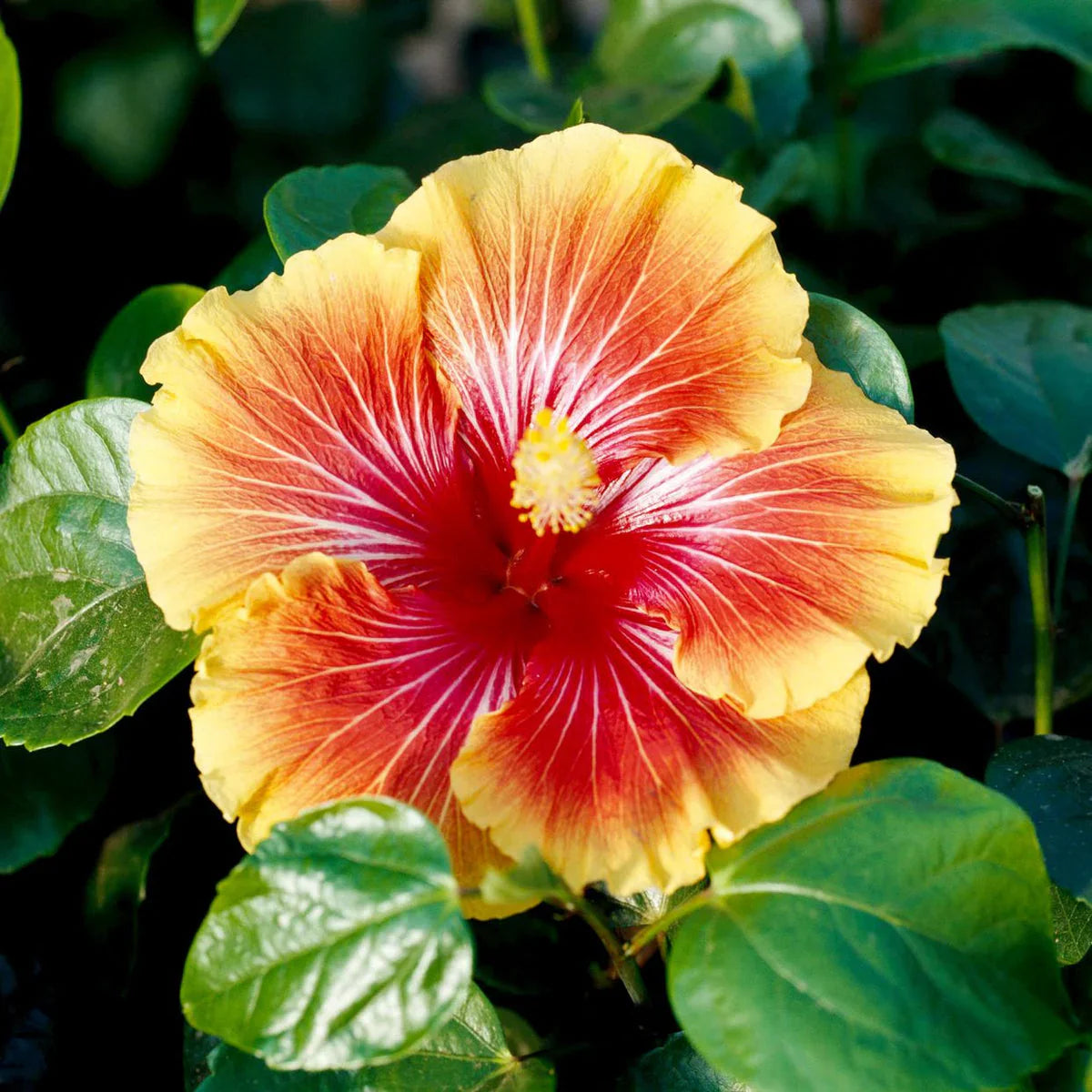 Schwarz Gelb Hibiskus Blumensamen zur Aussaat Anzucht Traditionssorte & ohne Gentechnik Samen Hausgarten