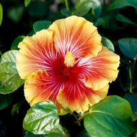Schwarz Gelb Hibiskus Blumensamen zur Aussaat Anzucht Traditionssorte & ohne Gentechnik Samen Hausgarten