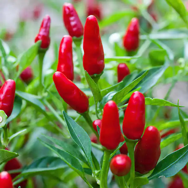 Jalapeno M Pepper Samen for Mildly Hot Peppers