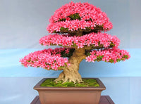 Bonsai blooming pflanze samen for anpflanzung