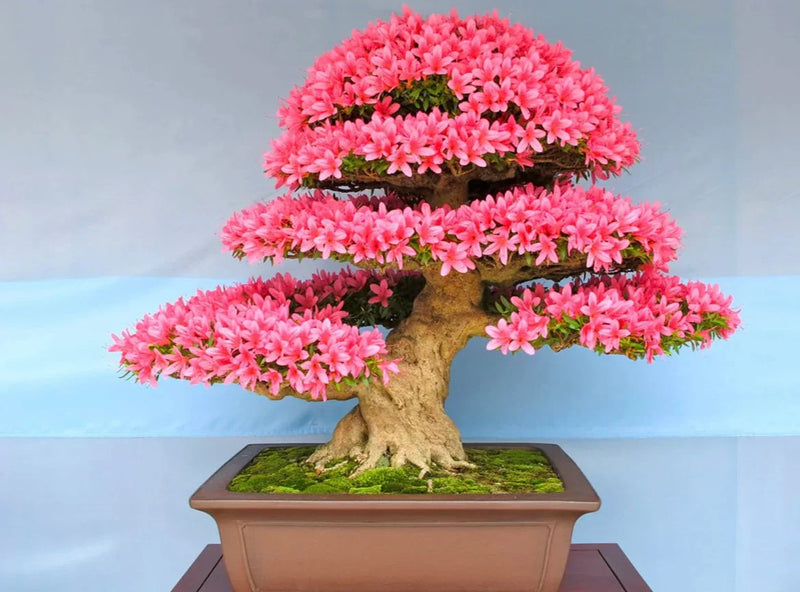 Bonsai blooming pflanze samen for anpflanzung
