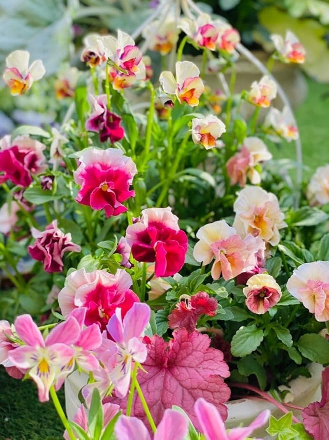 Pansy samen suitable for bonsai and small töpfen