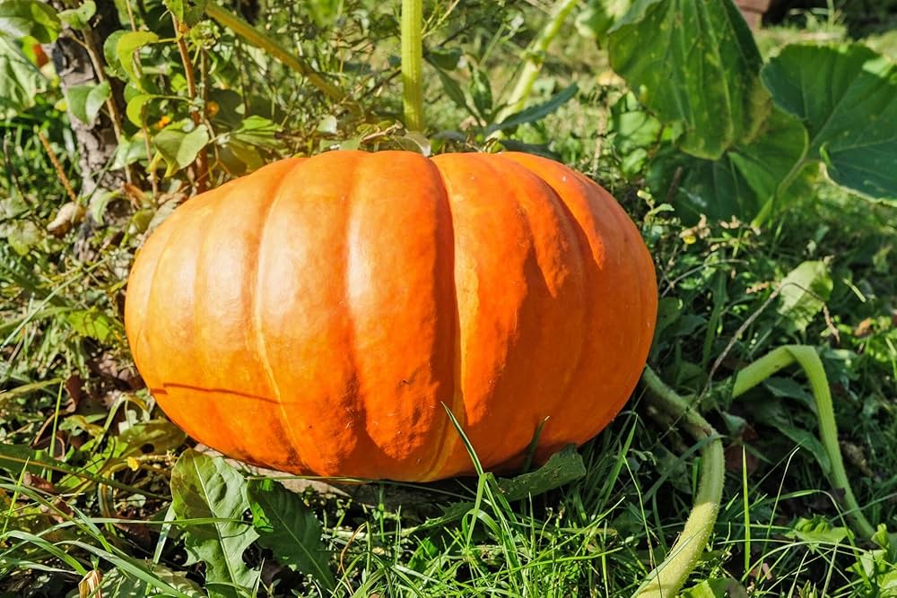 Bonsai pumpkin samen suitable für container and patio gardening