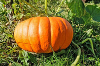 Bonsai pumpkin samen suitable für container and patio gardening