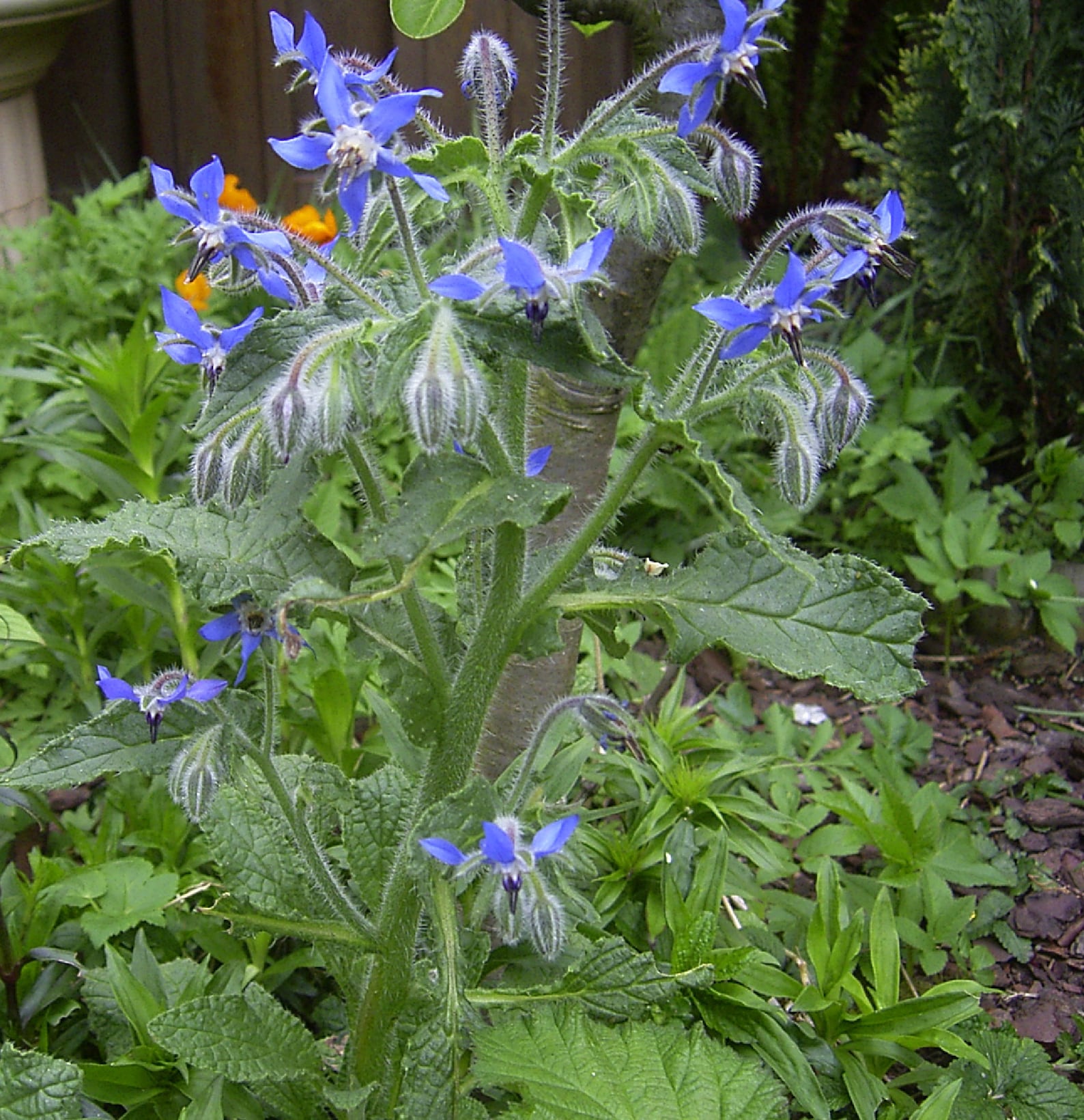 Borage blue star-shaped Blumen grown from Samen