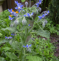 Borage blue star-shaped Blumen grown from Samen