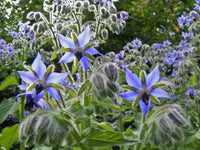 Blau borage pflanzen blooming in herb garten