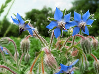 Blau Borage Blumensamen zur Aussaat – Anzucht – Traditionssorte & ohne Gentechnik Samen Hausgarten