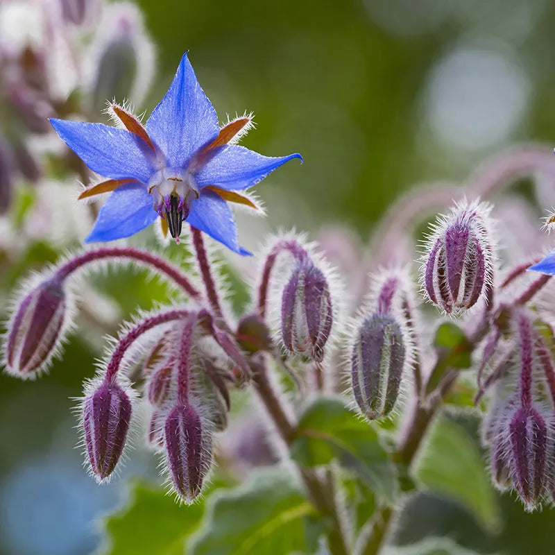 Blau borage seedlings wachsend in soil