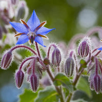 Blau borage seedlings wachsend in soil