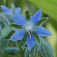 Seedlings of Borage annual Kraut grown from Samen