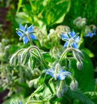 Borage Samen Borago officinalis blue star Blumen