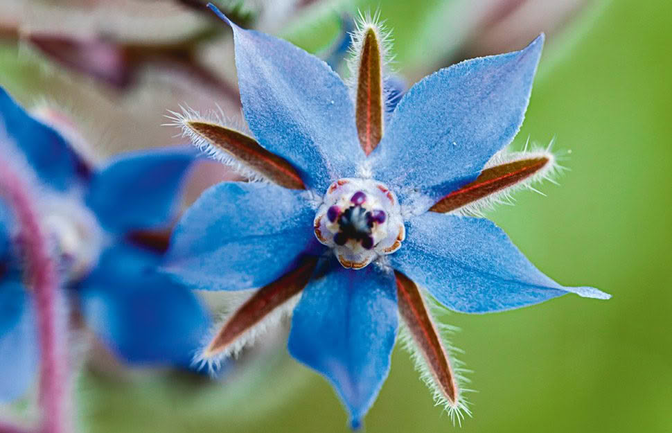 Borage samen for beds, borders, and containers
