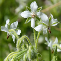Weiß Borage Blumensamen zur Aussaat – Garten beliebt – Traditionssorte & ohne Gentechnik Samen Hausgarten