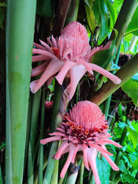 Rosa torch ginger blumen in garten border